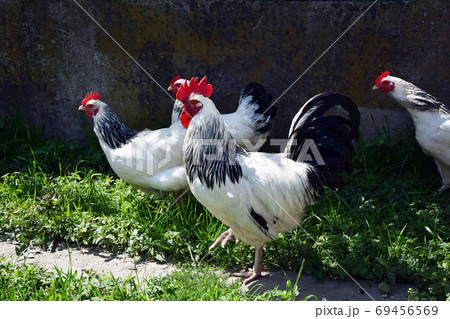 Poultry In farmyard 69456569