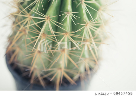 Small Cactus pot on whtie background bright light. 69457459