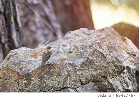 Portrait of a beautiful little bird perched on a stone 69457767