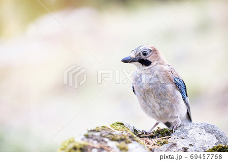Portrait of a beautiful bird perched on a stone. Jay 69457768