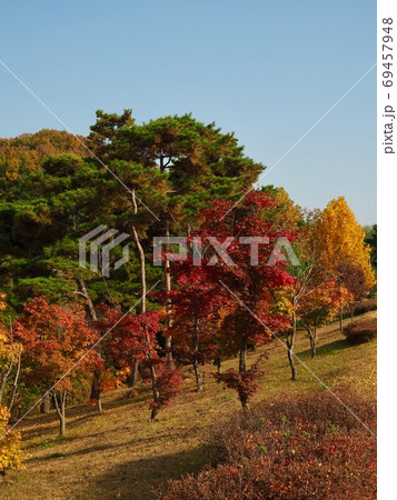 紅葉 秋 公園 69457948