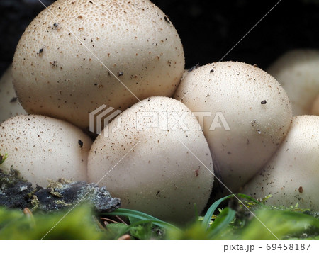 Lycoperdon pyriforme mushroom in the forest Lycoperdon pyriforme mushroom in the forest 69458187
