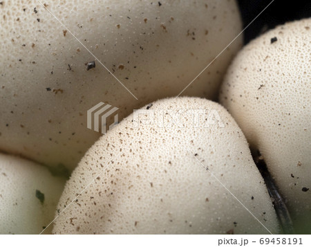 Lycoperdon pyriforme mushroom in the forest 69458191
