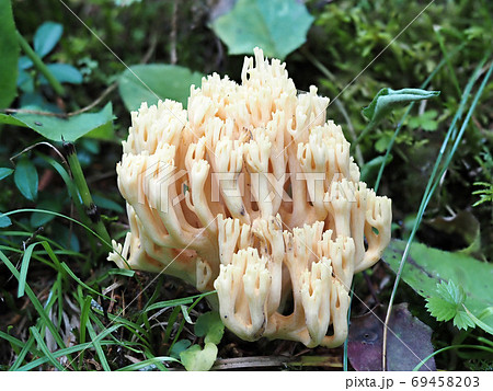 Ramaria flava mushroom in the forest Ramaria flava mushroom in the forest 69458203