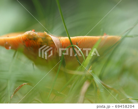 MARASMIUS OREADES mushroom in the forest 69458204