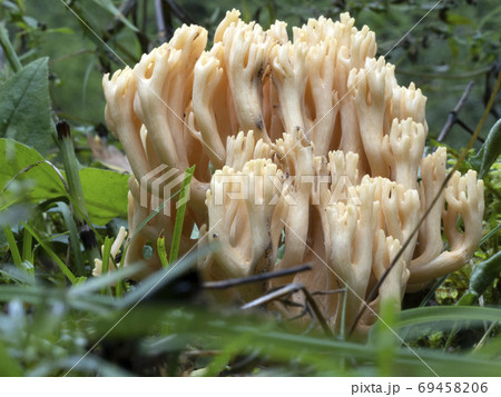 Ramaria flava mushroom in the forest 69458206