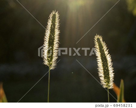 grass spike in the black background in the sun light 69458231
