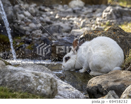 Rabbit while drinking water Rabbit while drinking water 69458232