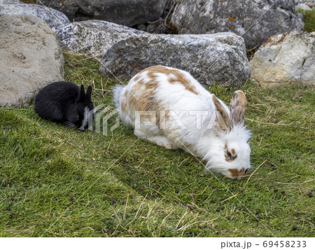 bay and adult Rabbit in the grass bay and adult Rabbit in the grass 69458233