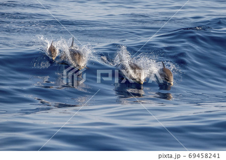 Baby Newborn Dolphin While Jumping In The Sea の写真素材