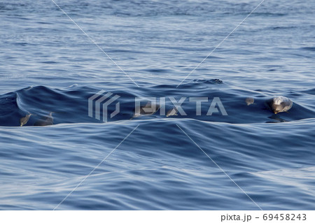 baby newborn Dolphin while jumping in the sea at sunset baby newborn Dolphin while jumping in the sea at sunset 69458243