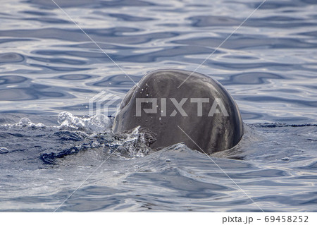 Sperm Whale head close up at sunset Sperm Whale head close up at sunset 69458252