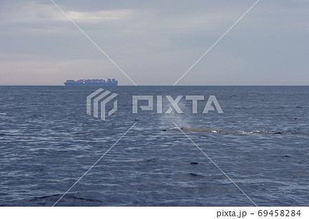 Sperm Whale at sunset in mediterranean 69458284