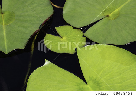 蓮の葉 植物 修練 69458452