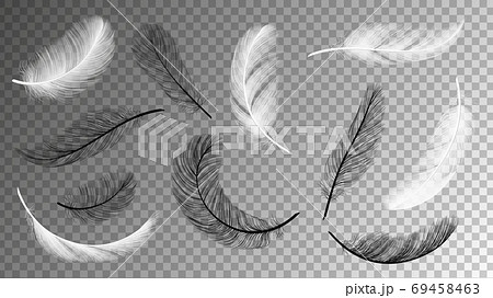 Flying feathers collection. Falling black white feathering isolated on transparent background. Birds plumage vector set 69458463