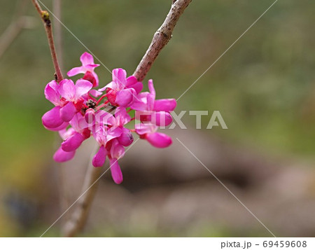 ハナスオウの花のアップ ハナスオウの花のアップ 69459608