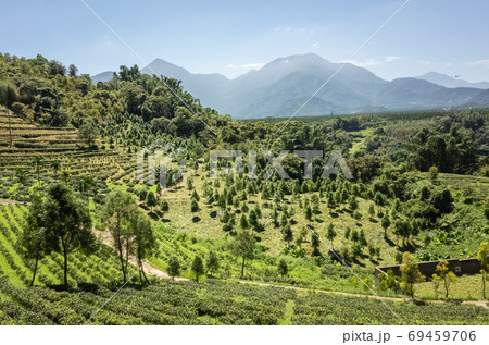 rural scenery of tea farm at Yuchi rural scenery of tea farm at Yuchi 69459706
