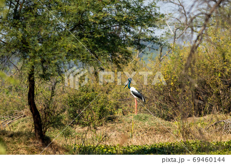 Female Black necked stork in scenic background of keoladeo national park or bharatpur bird sanctuary, india - Ephippiorhynchus asiaticus 69460144