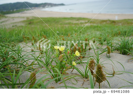 月見草咲く砂浜の夕暮れ時 69461086