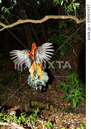 闇夜に空を飛ぶ比内鶏のコッコちゃんの写真素材