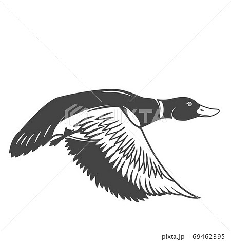 Wild duck icon isolated on white background. Design elements for logo, label, emblem, sign. Vector illustration 69462395