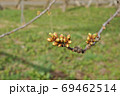 開花を待つサクランボの花のつぼみ（横） 69462514