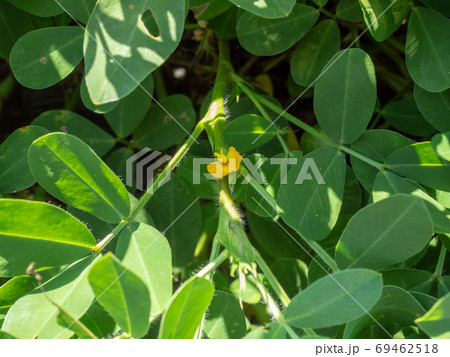 ピーナッツの畑 落花生の花 ピーナッツの畑 落花生の花 69462518