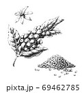 Coffee plant Hand-drawn black and white illustration. Jpeg only 69462785