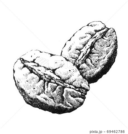Coffee beans. Hand-drawn black and white illustration. Jpeg only Coffee beans. Hand-drawn black and white illustration. Jpeg only 69462786