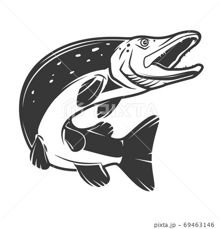 Pike fish icon isolated on white background. Design elements for logo, label, emblem, sign, badge. Vector illustration Pike fish icon isolated on white background. Design elements for logo, label, emblem, sign, badge. Vector illustration 69463146