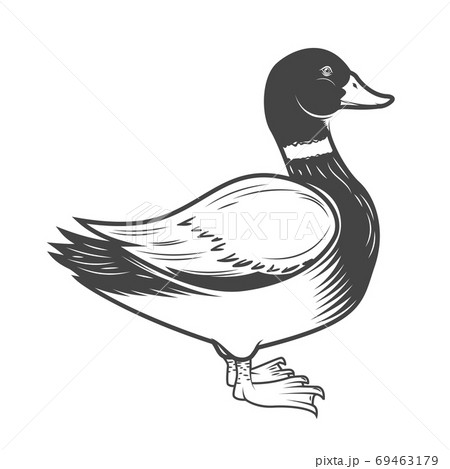 Wild duck illustration isolated on white background. Design element for logo, label, emblem, sign. Vector illustration Wild duck illustration isolated on white background. Design element for logo, label, emblem, sign. Vector illustration 69463179