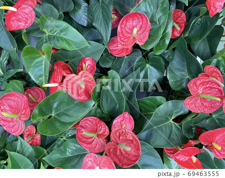 Red anthurium flowers backround with green leaves 69463555