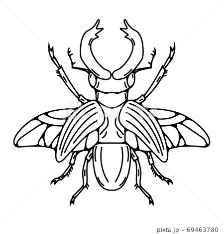 Beetle illustration isolated on white background. Vector illustration Beetle illustration isolated on white background. Vector illustration 69463780
