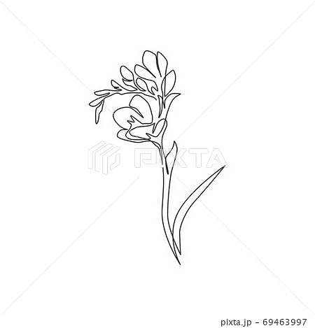 Single one line drawing of beauty fresh freesia for garden logo 69463997