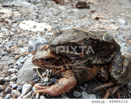 European common brown frog European common brown frog 69464214