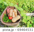 家庭菜園の収穫 69464531