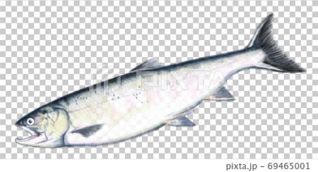 Autumn salmon_D hand-painted_no characters Autumn salmon_D hand-painted_no characters 69465001