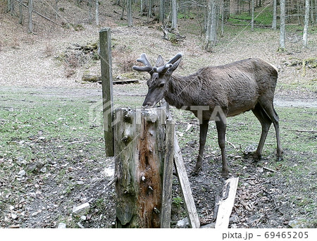 Beautiful red deer in forest, (Cervus elaphus), Salt lick place (salt cube) for feeding forest animals, 69465205