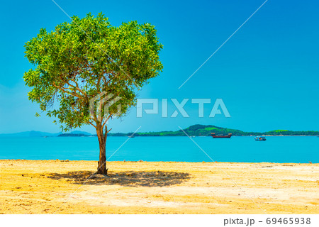 Green tree in desert 69465938