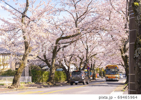 桜の木のトンネル 静岡県伊東市八幡野 桜の木のトンネル 静岡県伊東市八幡野 69465964