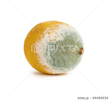 yellow lemon with mold on a white background, spoiled fruit yellow lemon with mold on a white background, spoiled fruit 69466036
