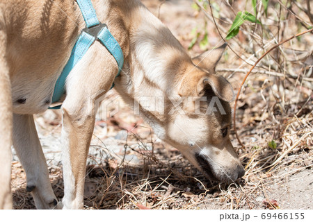 地面を嗅ぐ犬 69466155