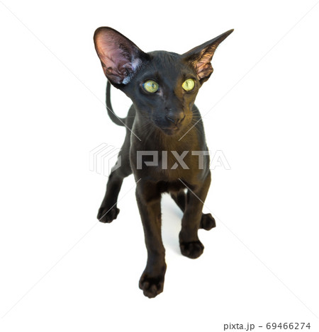 Black purebred oriental cat 69466274