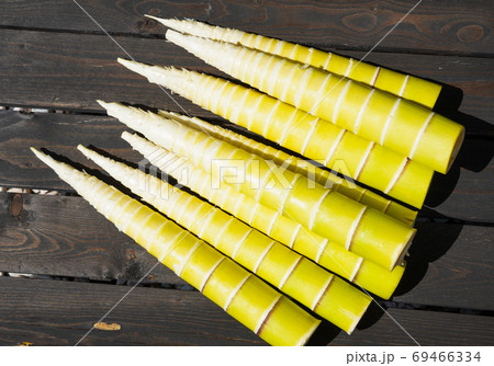 アクの少ない淡竹（ハチク） 69466334