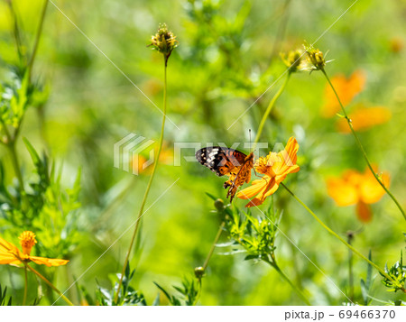オレンジ色のキバナコスモスとオレンジ色のツマグロヒョウモン蝶々 69466370
