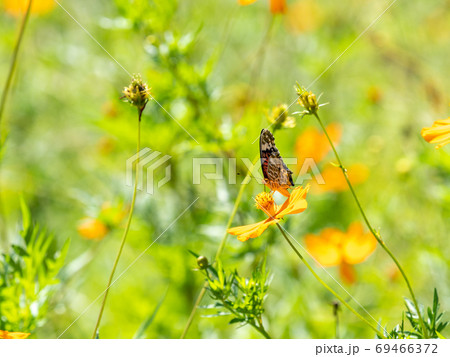 オレンジ色のキバナコスモスとオレンジ色のツマグロヒョウモン蝶々 69466372