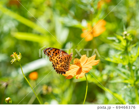 オレンジ色のキバナコスモスとオレンジ色のツマグロヒョウモン蝶々 69466376