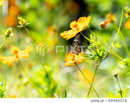 オレンジ色のキバナコスモスとオレンジ色のツマグロヒョウモン蝶々 69466378