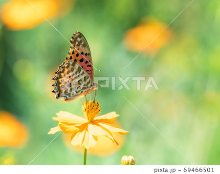 オレンジ色のキバナコスモスとオレンジ色のツマグロヒョウモン蝶々 69466501