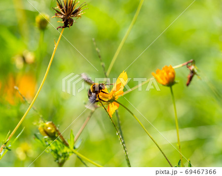 キバナコスモスの花粉と蜜を集めるクマバチ 69467366